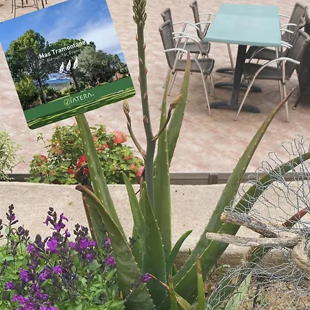 Mas Tramontane D'hôtes, Studio, Ancien Mas Agricole Dans Parc Arboré, Piscine Et Sa Vue Face Au Canigou